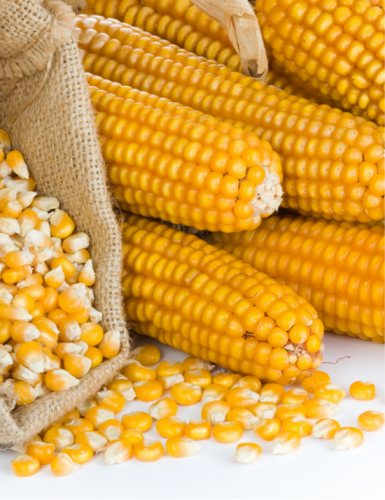 Maïs 25KG