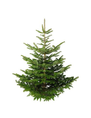 SAPIN DE NOËL ÉPICÉA 80/100 Ø40