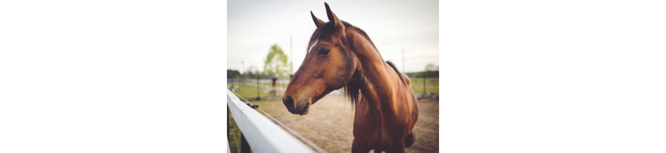 Alimentation et soins alimentaires pour cheval - Sarl Michel Riaud