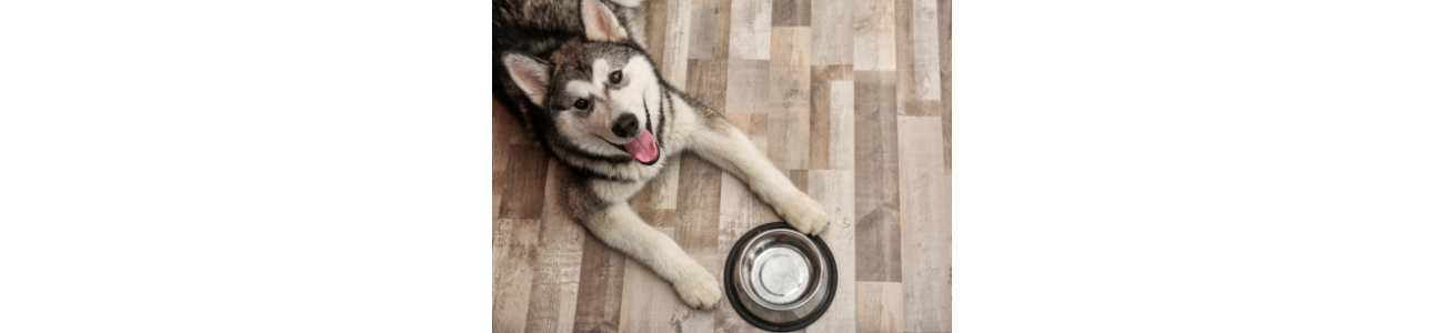 Croquettes et nourriture pour chien - Sarl Michel Riaud