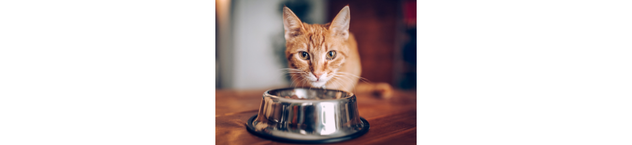 Nourriture et produits alimentaires pour chats - Sarl Michel Riaud
