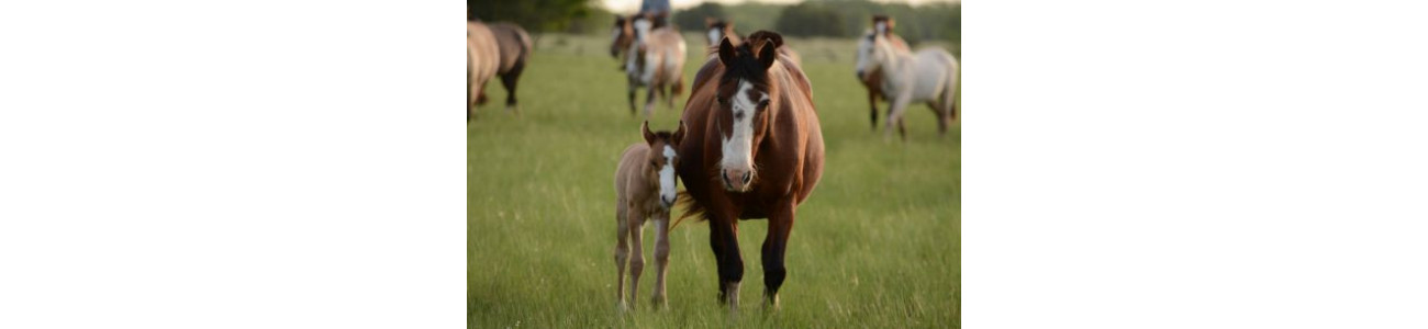 Dynavena Élevage - Almentation chevaux fabrquée en France