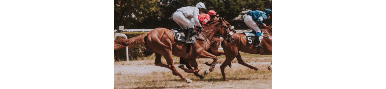 Activité - Dynavena - alimentation chevaux sport - Sarl Michel Riaud