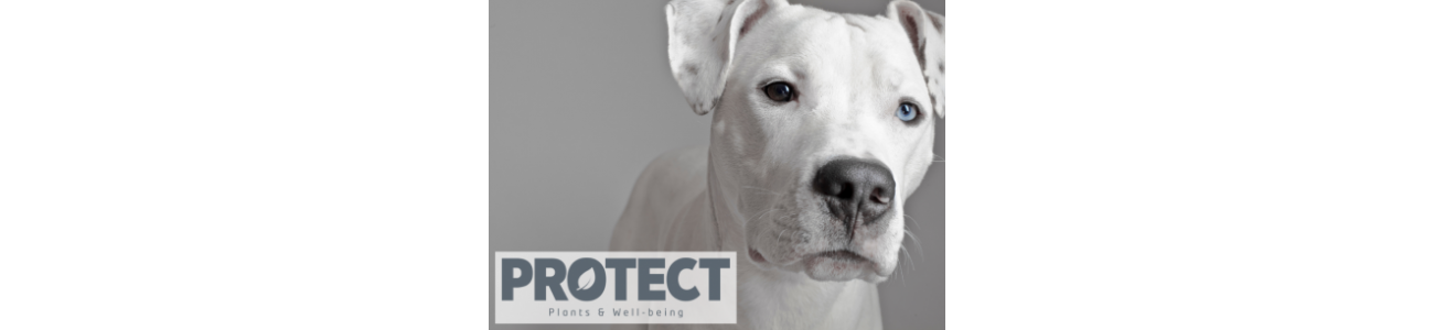 Protect - Médicalisés - alimentation adaptée Chien - Sarl Michel Riaud