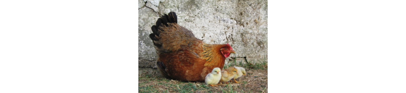 Alimentation poules et vollailles - Sarl Michel Riaud