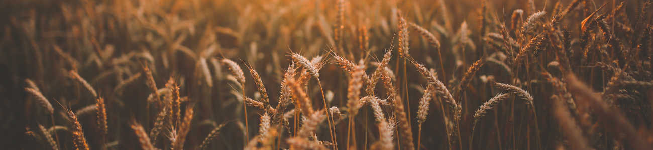 Grains