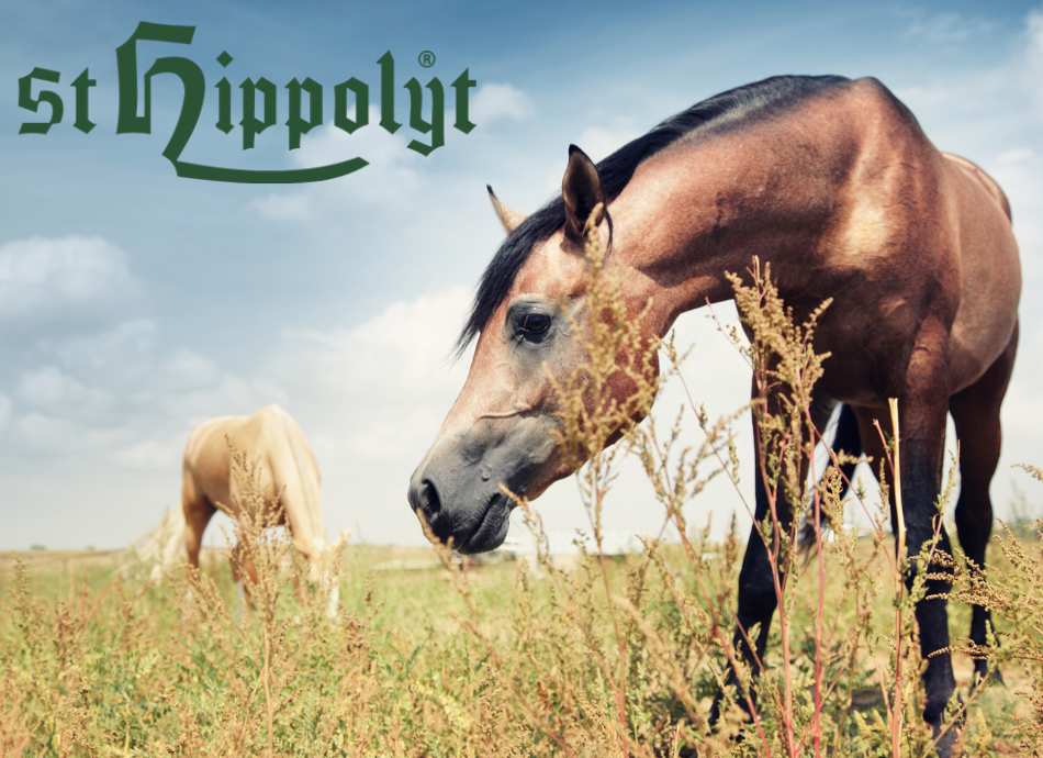 Saint Hippolyt