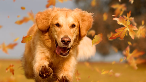 Alimentation pour chien